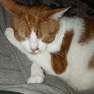 Meet your Posher, Pierre